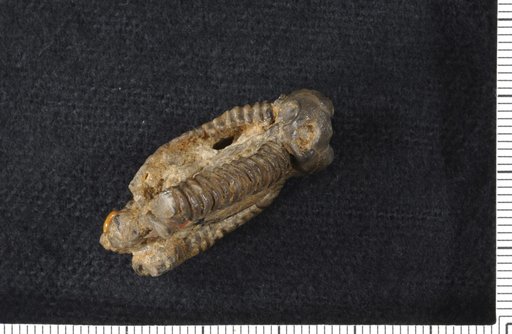 Arachnocrinus knappi Wachsmuth & Springer