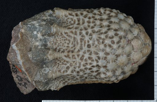 Scyphocrinus pyburnensis Springer