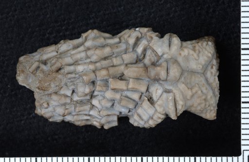 Halysiocrinus carinatus Springer