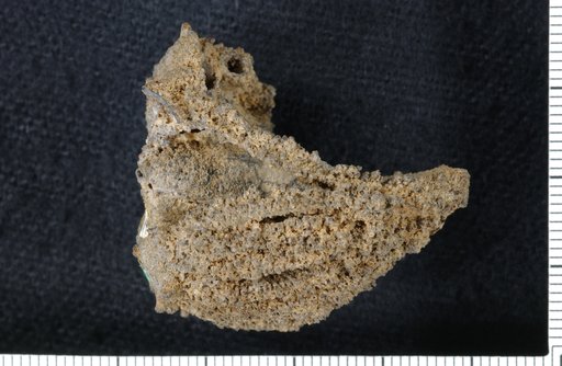 Macrostylocrinus recumbens Springer