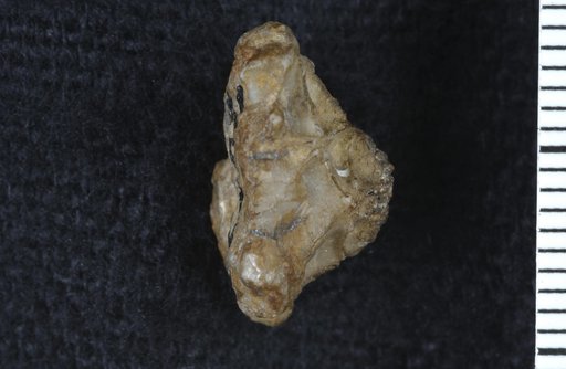 Vasocrinus sculptus Lyon