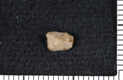 Cyathocrinus leviculus Lyon