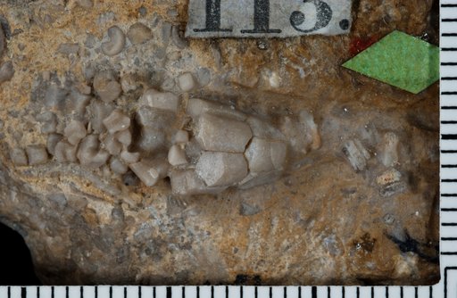 Poteriocrinus simplex Lyon