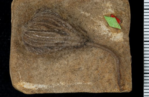 Scaphiocrinus elegantulus Wachsmuth & Springer