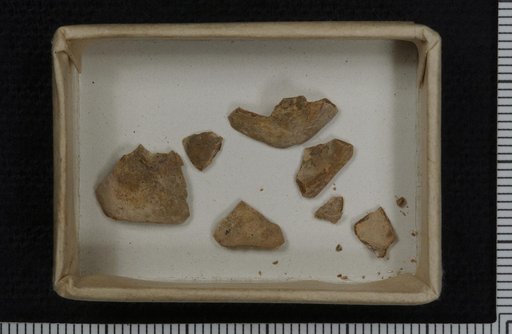 Cibolocrinus erectus Strimple