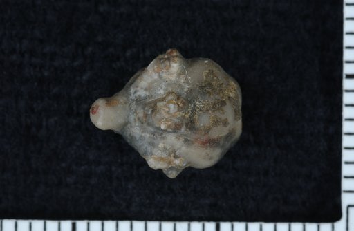 Talarocrinus subglobosus Wachsmuth & Springer
