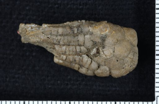 Eupachycrinus modernus Strimple