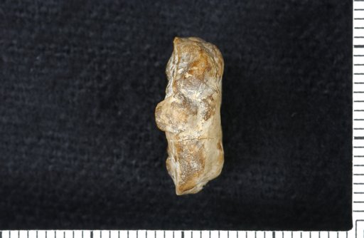 Endelocrinus petaiosus Strimple