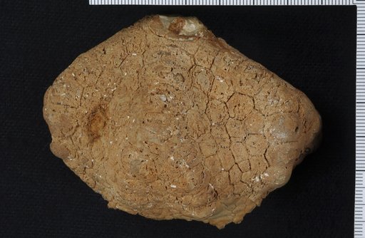 Forbesiocrinus saffordi Hall