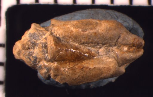 Scytalocrinus deminutivus Strimple