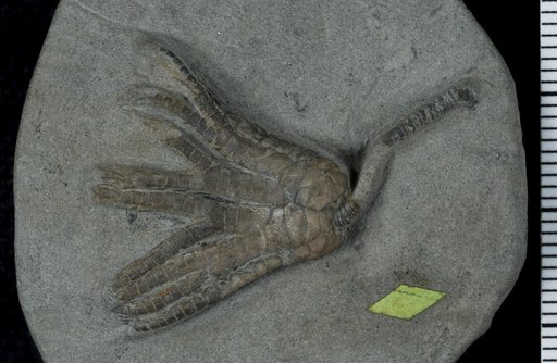 Sarocrinus nitidus Kirk