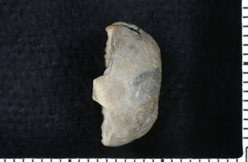 Graphiocrinus bridgeportensis Strimple