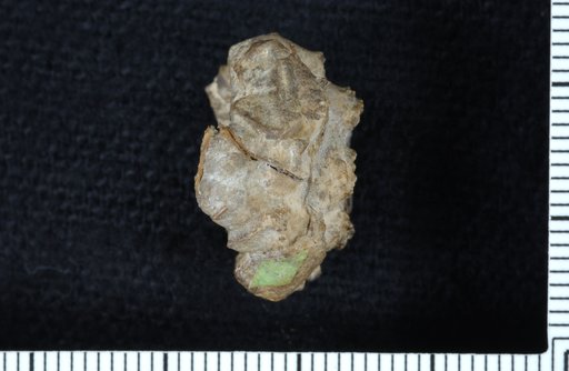 Stellarocrinus exsculptus Strimple