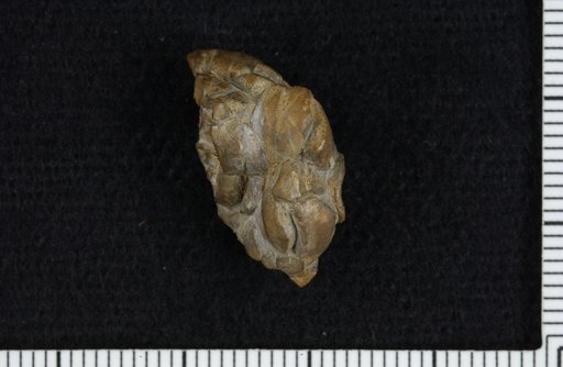 Amphicrinus divergens Strimple