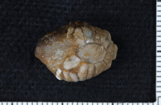 Lecanocrinus meniscus Springer