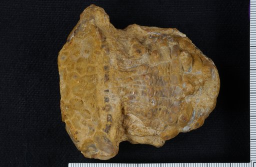 Polygonocrinus libratus Strimple & Watkins