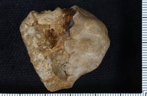Dimerocrinus halli Lyon