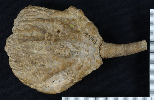 Taxocrinus praestans Springer