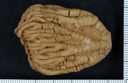 Taxocrinus ornatus Springer