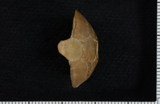 Cibolocrinus conicus Strimple