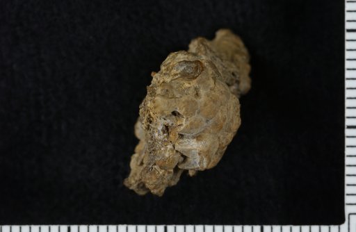 Aphelecrinus exoticus Strimple