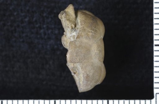 Pentadelocrinus twinensis Strimple