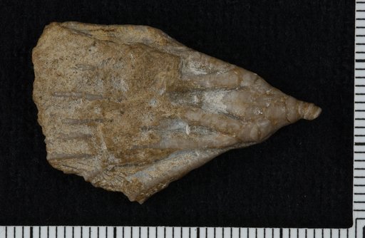 Aphelecrinus elegans Kirk
