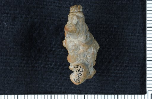 Stellarocrinus virgilensis Strimple