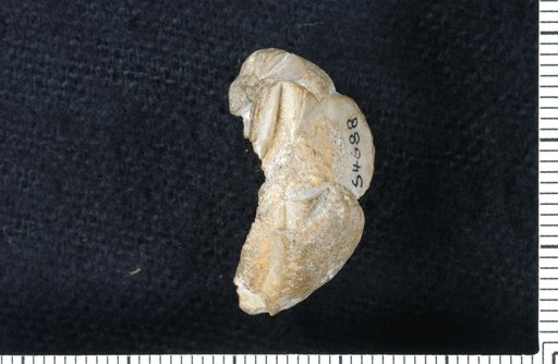 Ethelocrinus ardmorensis Strimple