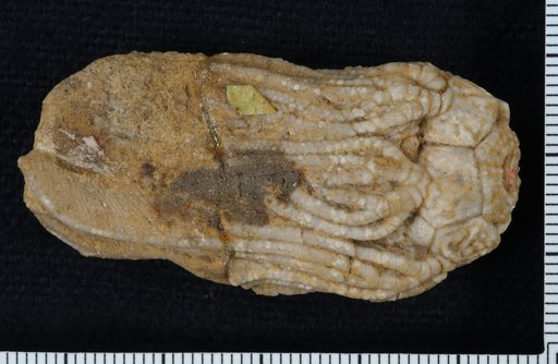 Platycrinus nodostriatus Wachsmuth & Springer