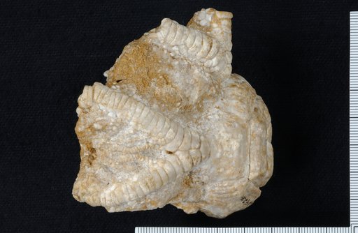 Eucladocrinus pleuroviminus White