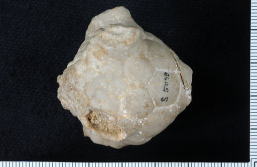 Steganocrinus robustus Brower