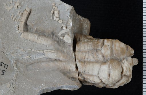 Phanocrinus trulleum Strimple & Watkins