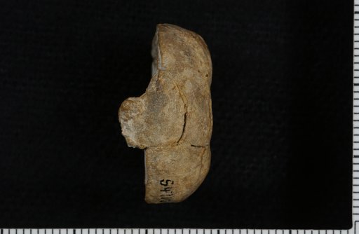 Cibolocrinus abyssus Strimple