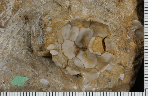 Callicrinus acanthinus Ringueberg