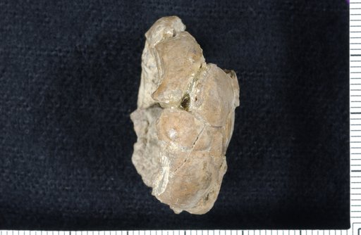 Ethelocrinus convexus Strimple