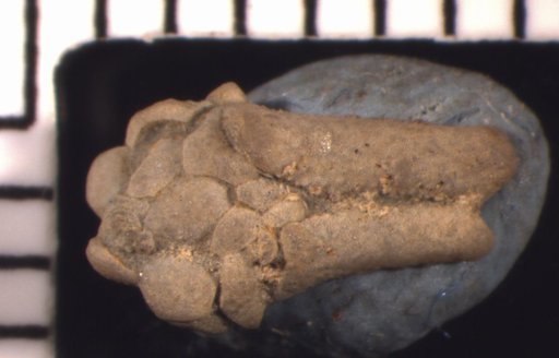Scytalocrinus larvalis Strimple