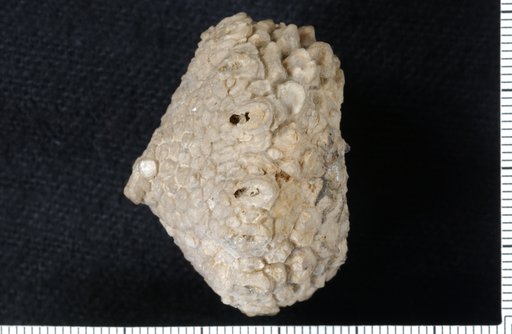 Megistocrinus rugosus Lyon & Casseday