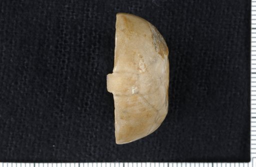Delocrinus brownvillensis Strimple