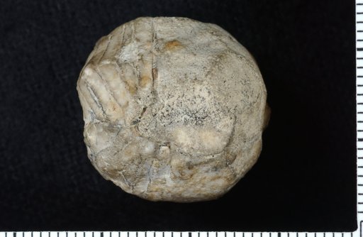 Lecanocrinus brevis Strimple