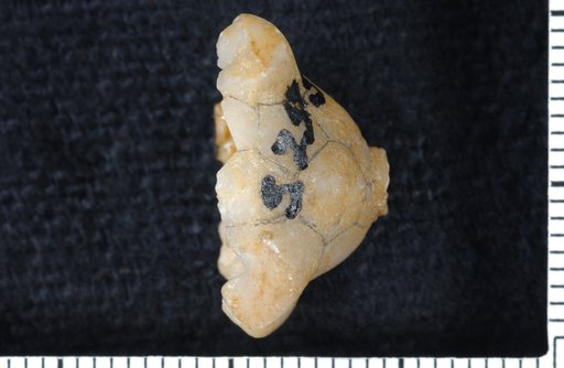 Poteriocrinus lepidus Hall