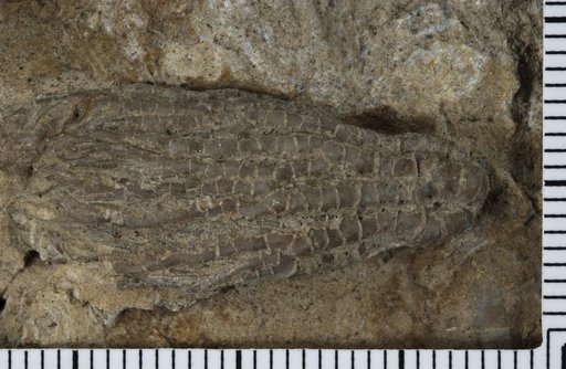 Poteriocrinus burketi (Worthen)