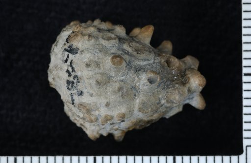 Melocrinus nodosus var. spinosus Weller