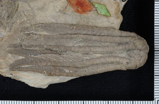 Poteriocrinus hamiltonensis Worthen