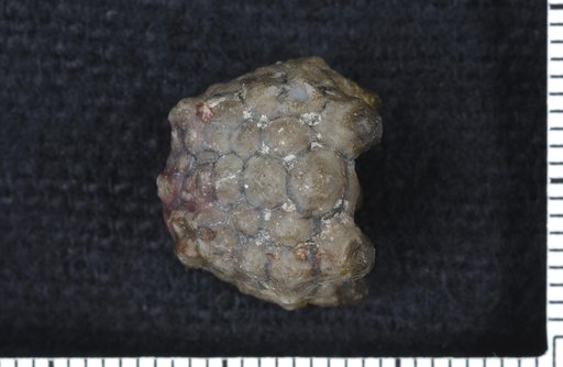 Rhodocrinus tuberculatus Wachsmuth & Springer