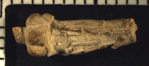 Allagecrinus bassleri Strimple