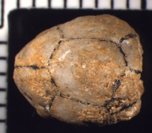 Thalamocrinus ovatus Miller & Gurley