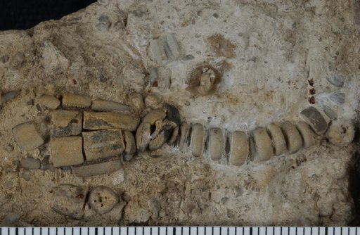 Schultzicrinus typus Springer