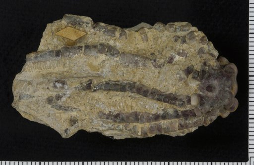 Allocrinus longidactylus var. magniradialis Springer