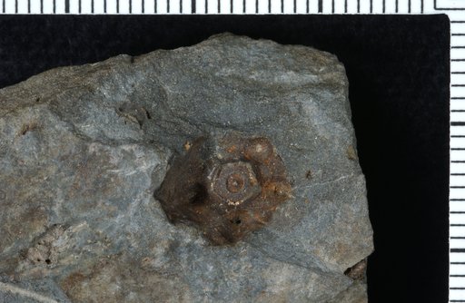 Gilbertsocrinus rarispinus Goldring